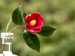 Camellia Japonica oil on the Camellia Oleifera Oil Network is used for cosmetics and is known as Tsubaki oil