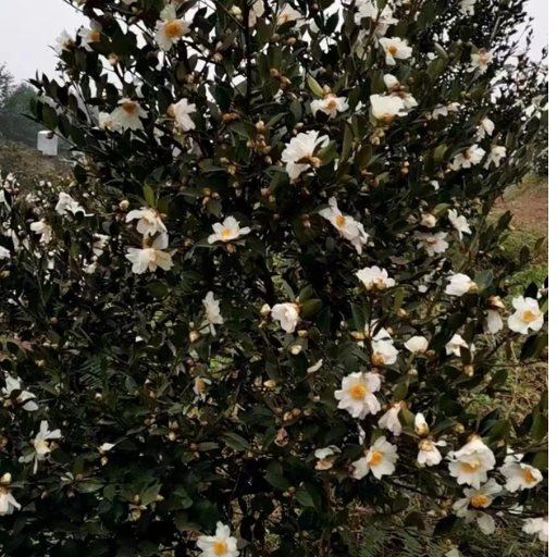 Global Camellia Oleifera Oil Network get their Oil from the best growth regions in China, This photo of a Cemellia tree in Bloom is from Sichuan province