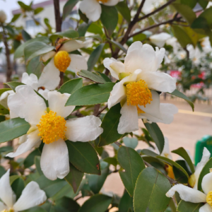 Camellia Oleifera flowers for the CamelliaGlobal Oil Network